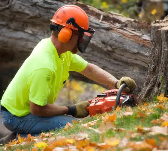 tree services Bloomington